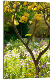 Magnettafel Zitronenbaum, Taormina, Sizilien