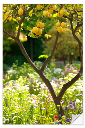 Sticker mural Lemon Tree, Taormina, Sicily