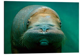 Aluminiumtavla Walrus adult female close-up - Mark Newman