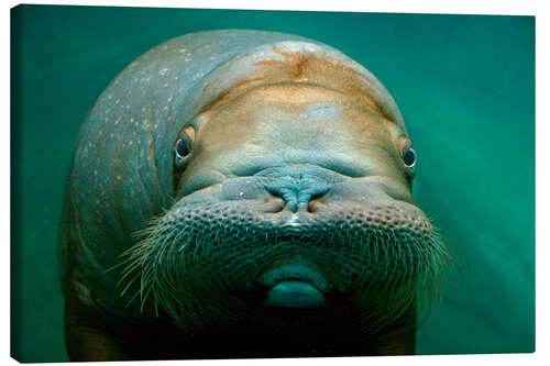 Stampa su tela Walrus adult female close-up