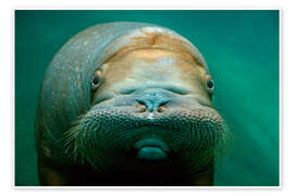 Poster Walrus adult female close-up - Mark Newman