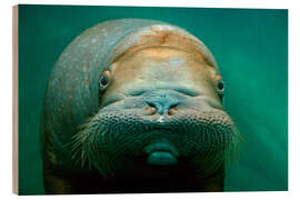 Obraz na drewnie Walrus adult female close-up - Mark Newman