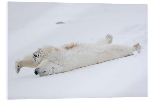 Acrylglasbild Eisbär streckt sich, Churchill, Manitoba, Kanada