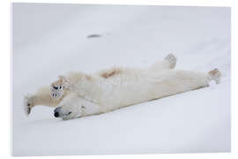 Acrylglasbild Eisbär streckt sich, Churchill, Manitoba, Kanada - Jörn Friederich