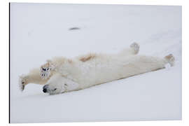 Alubild Eisbär streckt sich, Churchill, Manitoba, Kanada - Jörn Friederich