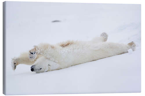 Obraz na płótnie Polar bear stretching, Churchill, Manitoba, Canada