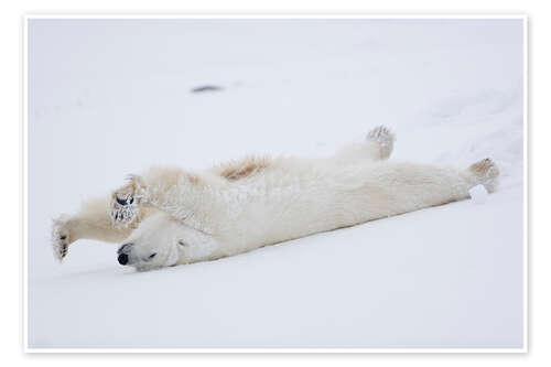 Poster Polar bear stretching, Churchill, Manitoba, Canada