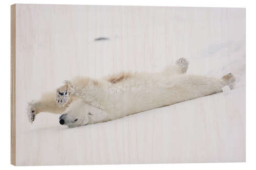 Obraz na drewnie Polar bear stretching, Churchill, Manitoba, Canada