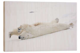 Obraz na drewnie Polar bear stretching, Churchill, Manitoba, Canada - Jörn Friederich