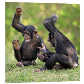Alubild Schimpanse, weibliches Alttier mit spielenden Jungen - Jurgen &amp; Christine Sohns/FLPA