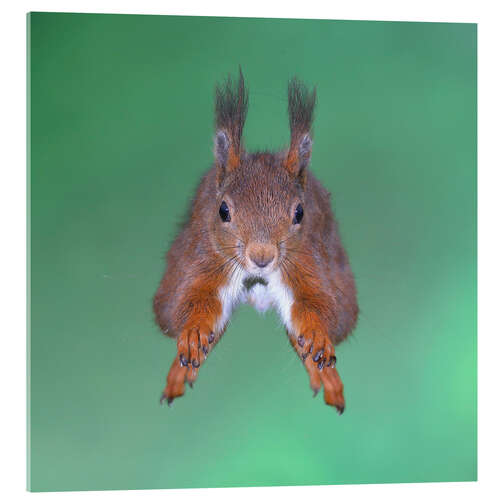 Obraz na szkle akrylowym Squirrel jumping