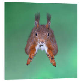 Obraz na szkle akrylowym Squirrel jumping