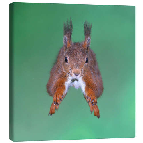 Leinwandbild Eichhörnchen im Sprung