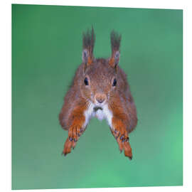 Obraz na PCV Squirrel jumping
