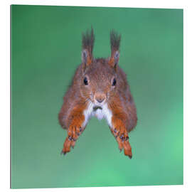 Gallery Print Eichhörnchen im Sprung