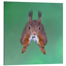 Magnettafel Eichhörnchen im Sprung