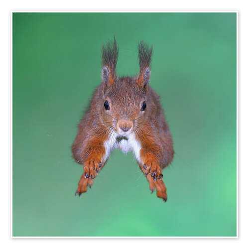 Poster Squirrel jumping