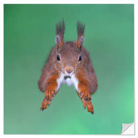 Wall sticker Squirrel jumping