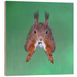 Puutaulu Squirrel jumping