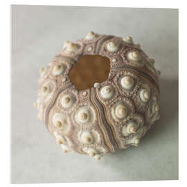 Acrylic print Sea urchin shell - Assaf Frank