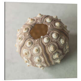 Tableau en aluminium Sea urchin shell - Assaf Frank