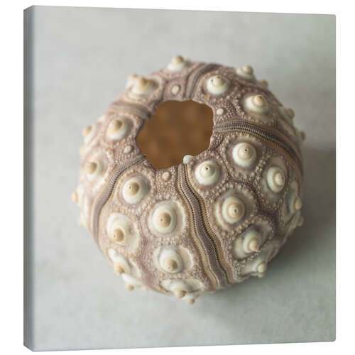 Canvas print Sea urchin shell