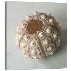 Canvas print Sea urchin shell - Assaf Frank