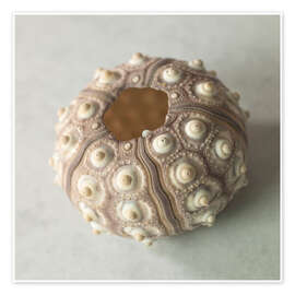 Veggbilde Sea urchin shell - Assaf Frank