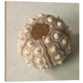 Quadro de madeira Sea urchin shell - Assaf Frank