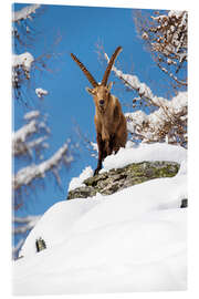 Acrylic print Large capricorn in the snow in the Valais Alps - Marcel Gross