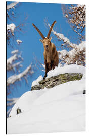 Alubild Kapitaler Steinbock im Schnee in den Walliser Alpen - Marcel Gross