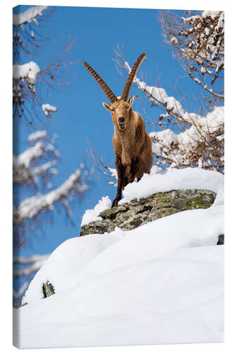 Obraz na płótnie Large capricorn in the snow in the Valais Alps