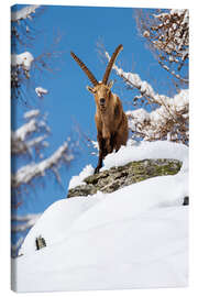 Obraz na płótnie Large capricorn in the snow in the Valais Alps - Marcel Gross