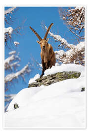 Wall print Large capricorn in the snow in the Valais Alps - Marcel Gross