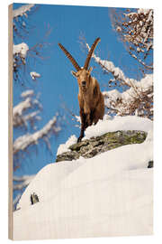 Quadro de madeira Large capricorn in the snow in the Valais Alps - Marcel Gross