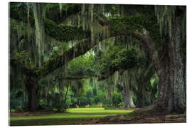 Cuadro de metacrilato Deer at the live oaks - Martin Podt