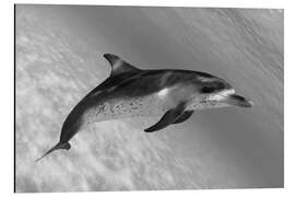 Aluminium print Atlantic Spotted Dolphin In Shallow Clear Ocean Water - Dave Fleetham
