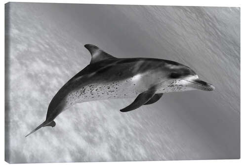 Canvas print Atlantic Spotted Dolphin In Shallow Clear Ocean Water