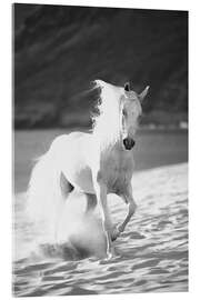 Quadro em acrílico White horse running on the beach, Hawaii - Vince Cavataio