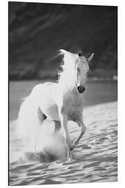 Stampa su alluminio White horse running on the beach, Hawaii - Vince Cavataio