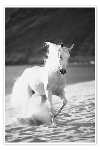 Plakat White horse running on the beach, Hawaii