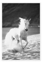 Kunstwerk White horse running on the beach, Hawaii - Vince Cavataio