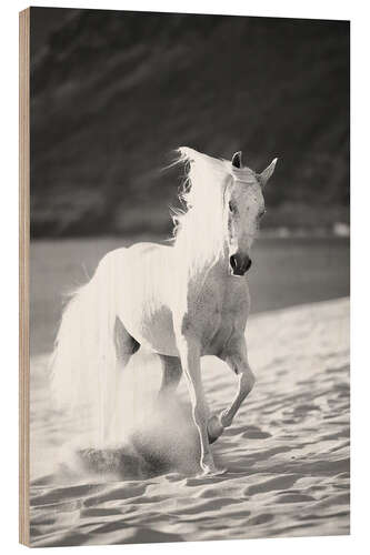 Print på træ White horse running on the beach, Hawaii