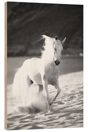 Print på træ White horse running on the beach, Hawaii - Vince Cavataio