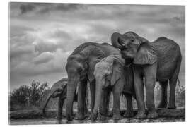 Obraz na szkle akrylowym African Bush Elephants in Ethiopia