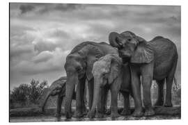 Alubild Afrikanische Busch-Elefanten in Äthiopien