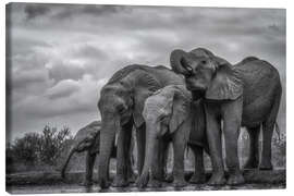 Obraz na płótnie African Bush Elephants in Ethiopia