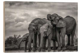 Puutaulu African Bush Elephants in Ethiopia