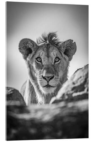 Acrylglas print Monochrome young lion watches camera