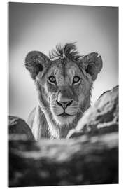 Acrylglas print Monochrome young lion watches camera - Nick Dale